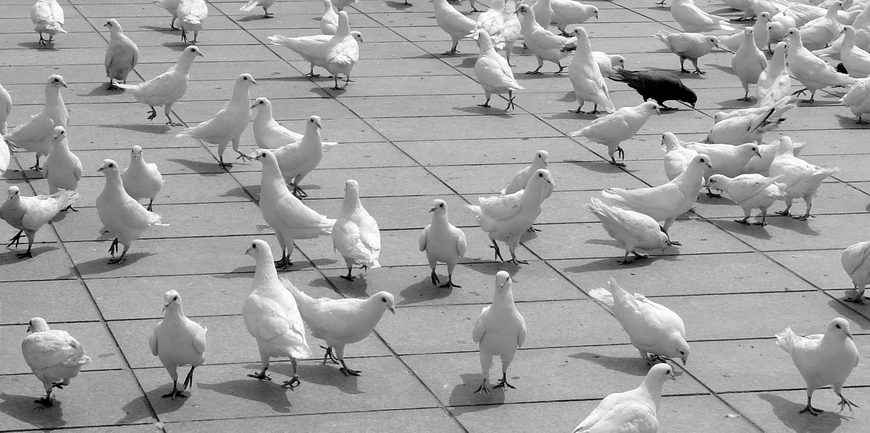 белый голубь среди черных. белый голубь в хлебе. белая ворона. белый голубь среди черных. среди белых голубей скачет шустрый воробей.