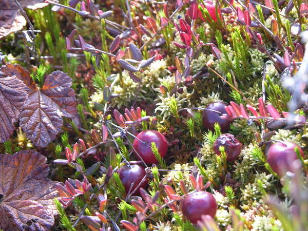 Сладкая клюква