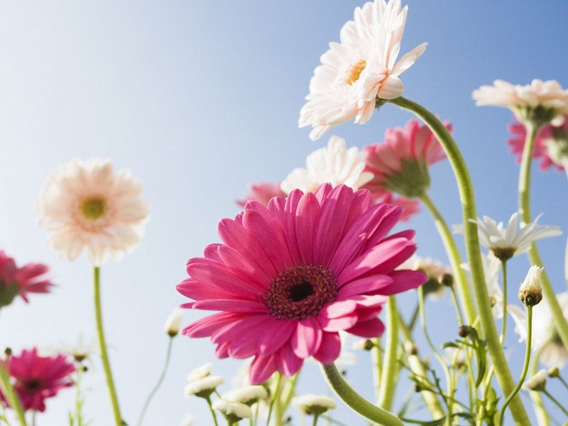 Цветок любви