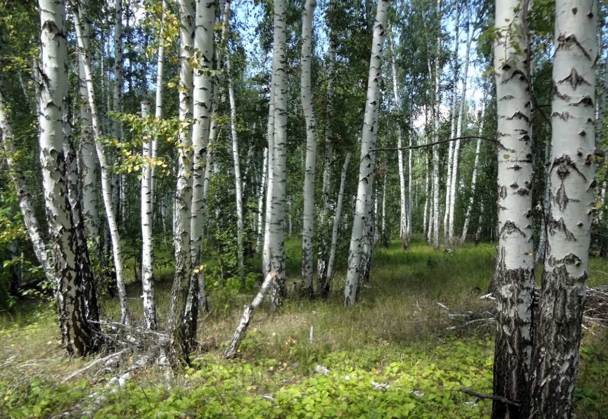 Эх, родная сторона!