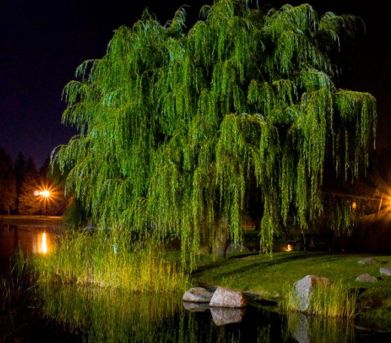 Укрыла ива зеленью любовь