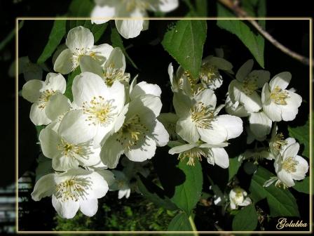 Ветка жасмина предвестник любви