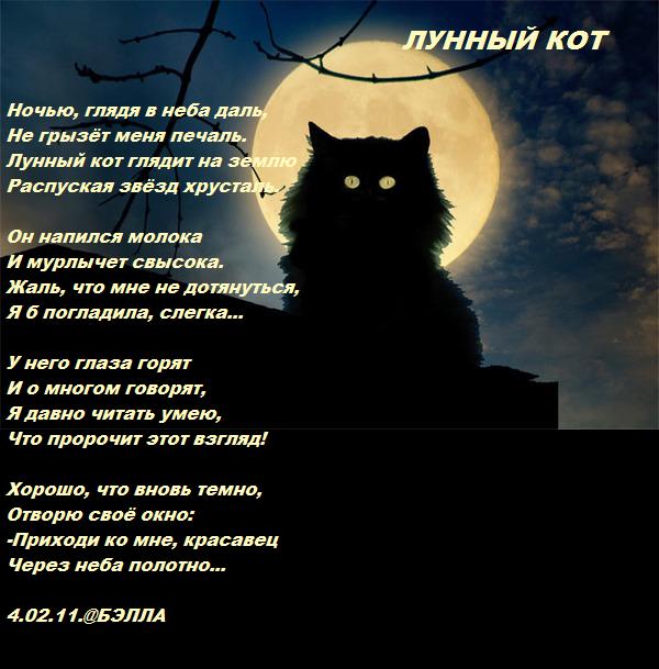 Котенок стих текст. Стих про кота. Стихи про котов. Лунный кот стихотворение. Стихотворение про кошку.