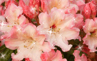 Не один ты, мой любимый, не один!