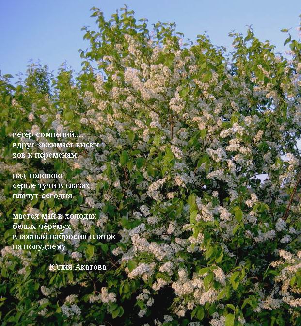 Новое! Меняя ритмы Конкурс совмест. стихов анапест