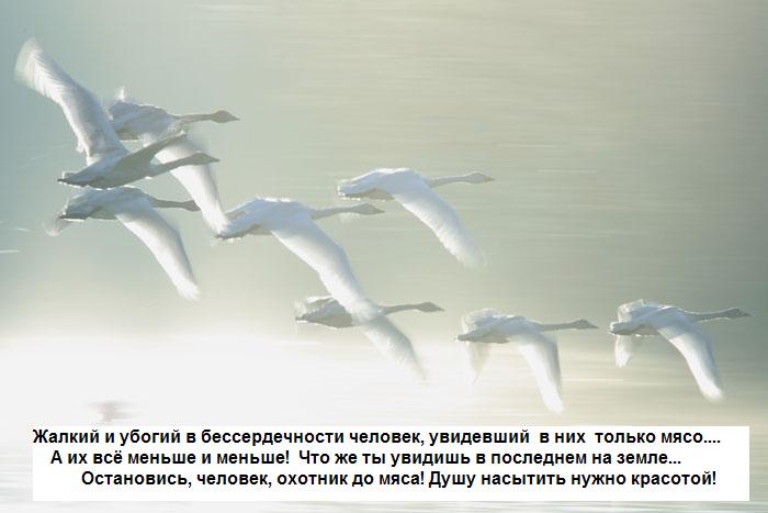 Вы птицу, в возвращенье, - не убьёте?