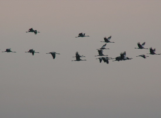 Была я птицей...