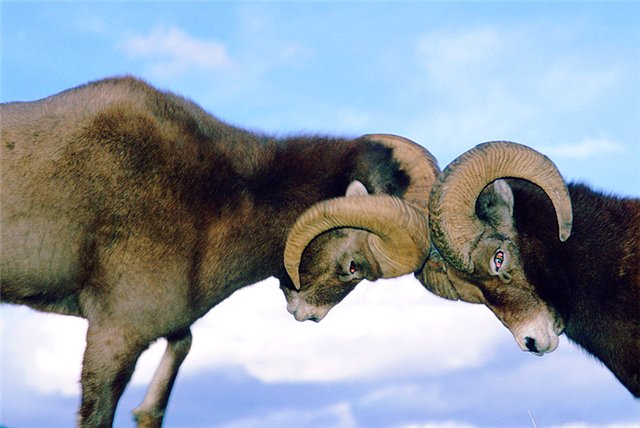 Что рождается в споре...