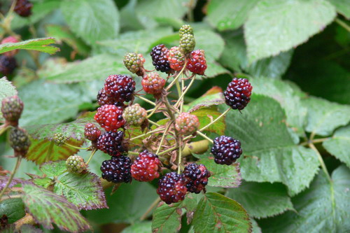 Не хватает крыл...