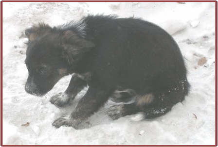 Злодей забрал Щенка у Мамы...
