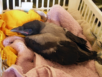 Воронёнок маленький выпал из гнезда