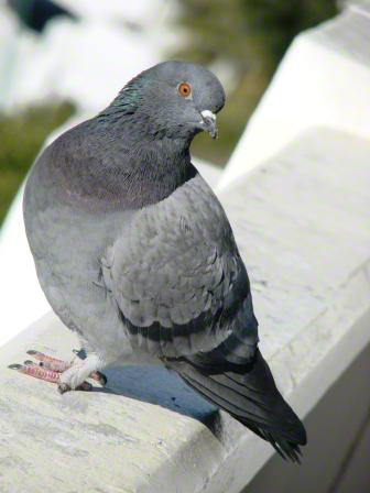 Соло сизаря