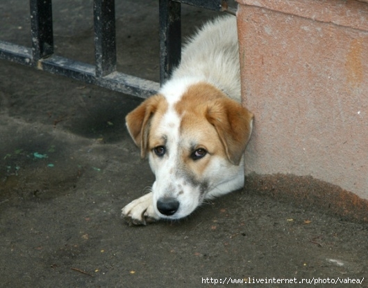 Бездомный пёсик