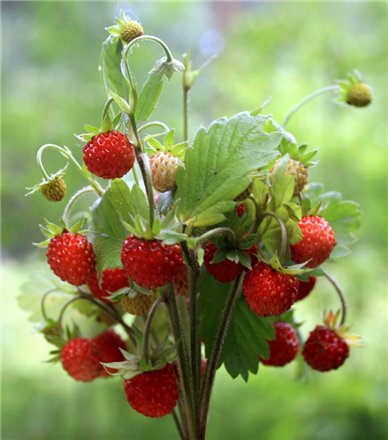 Прогавленi черевички