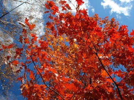 Старый клен. Попытка 2