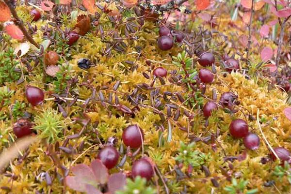 Полярный Урал. Глава седьмая