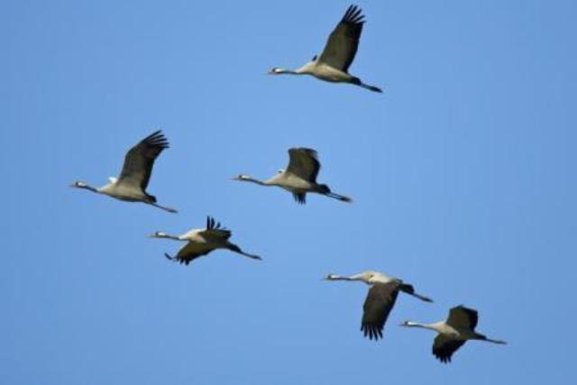 Памяти картинка...