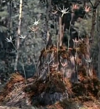 Старая зимняя сказка