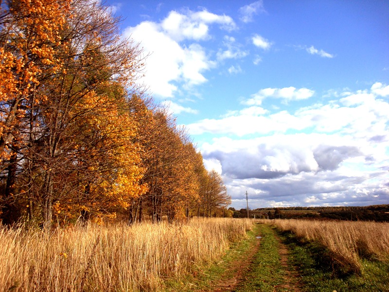 Осенняя дорога домой. Трава осень у дороги сбоку.