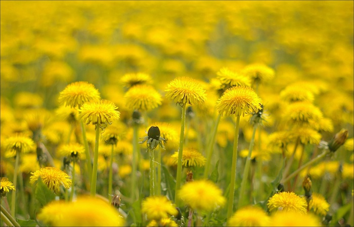 Одуванчики