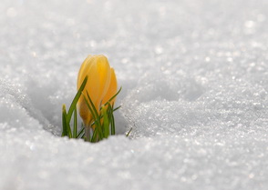 Подснежник