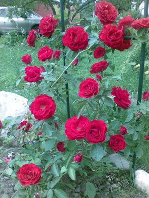 Розовая печаль