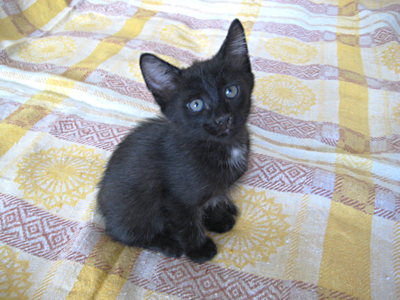Котёнок