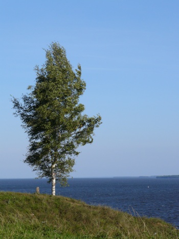 Весна готовит мне напиток