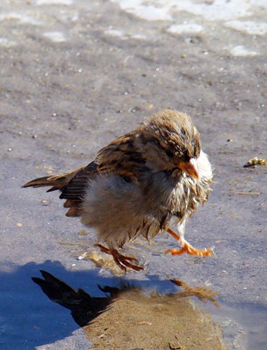 Эх, робятушки-воробьишки