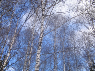 Как светел лес в конце Зимы!