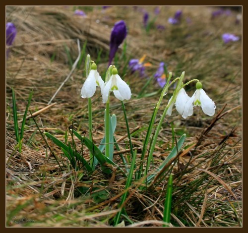 Весенний дождик...