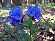 Серебряна капель - сосульки плачут