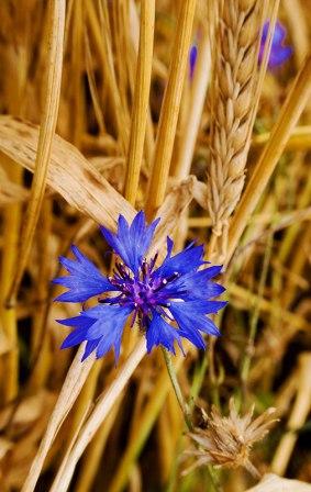 Жила волошкою в стернi