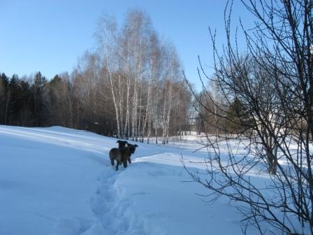 Зимняя ночь