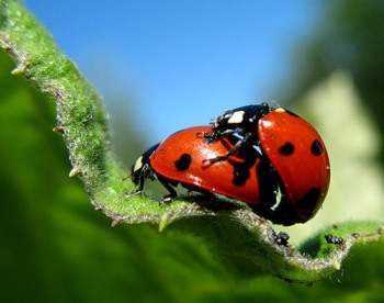 Какая задача поставлена Богом?