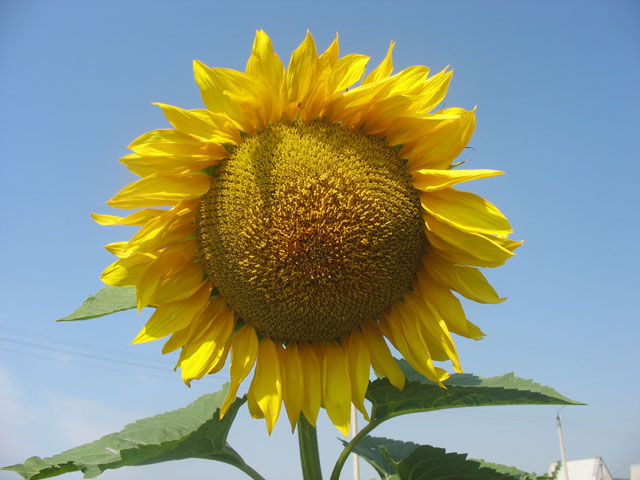 Давайте будем...