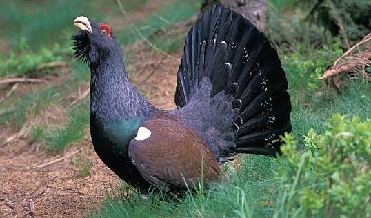 Река Тапсуй. Глава вторая