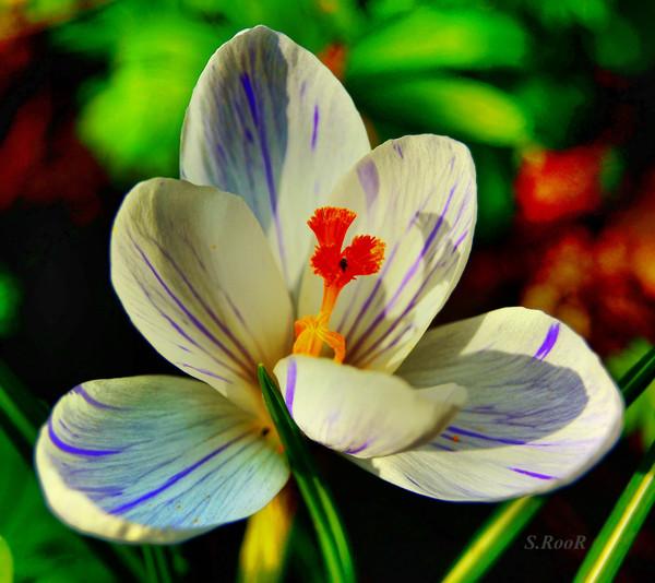 Эротика. 15. 07. 2007г