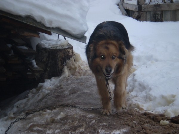 А я пёс! -Без родни и породы...