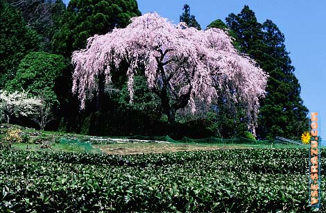 Проснулись?!