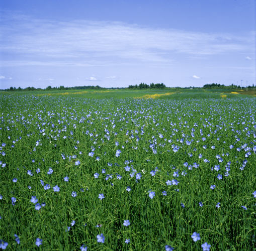 Голубые поля