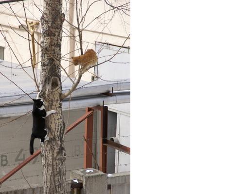 Кто приносит весну?