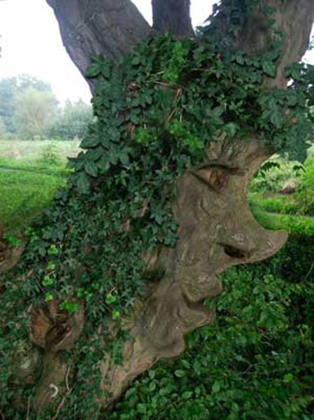 Безумный лист...