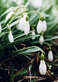 Читателю я шлю весеннюю открытку