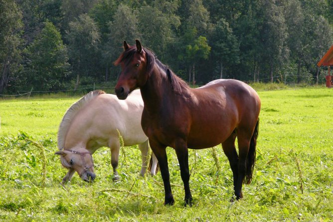 Друг кадычный...