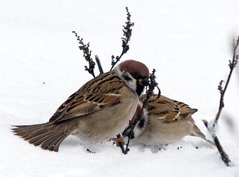 Мне не говори слова