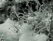 Кусты под снегом