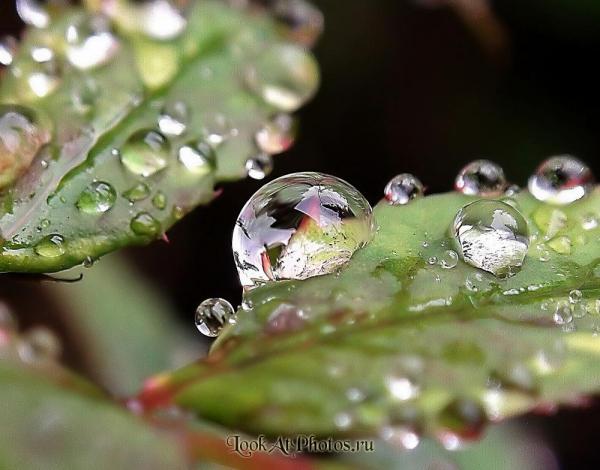 Сльози-роси