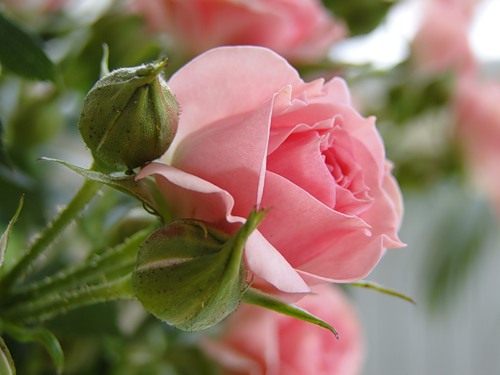 Я раскрываюсь словно роза...