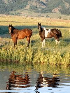 А воздух, травами пропитан...
